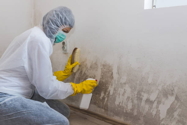 Best Mold Remediation  in Rio, VA