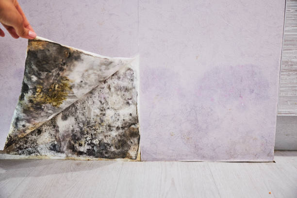 Best Toxic Mold Removal  in Rio, VA